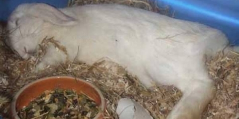 Bolesti kod kunića i kako ih liječiti